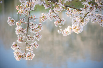 水面に映る桜