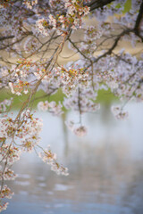 水面に映る桜