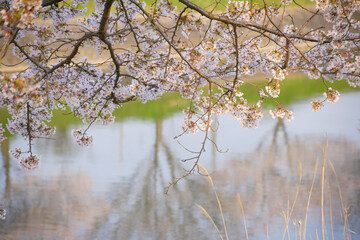 水面に映る桜