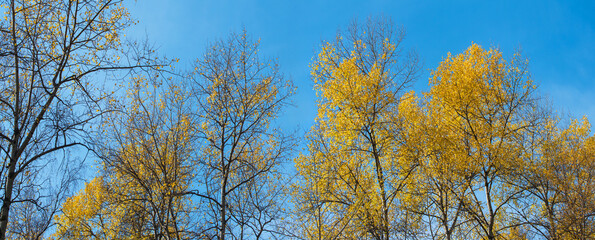 Autumn trees against the blue sky, panoramic view. Colorful natural background.