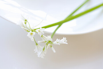 春の花アリューム