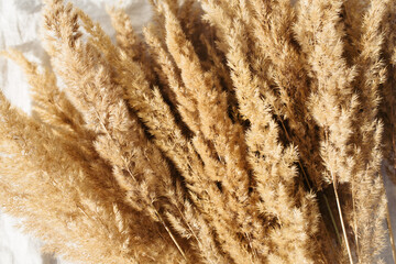 Beige reeds on the grey linen bed. Beautiful pattern with neutral colors. Minimal, stylish, trend concept. Flat lay, top view. Мonochrome image. Closeup photo.