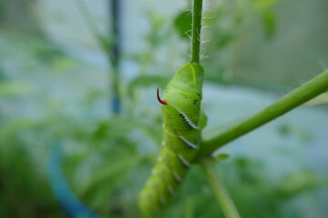 Tomato hornworm larvae climbing up tomato plant stem