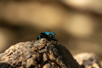 Coelometopus clypeatus / Escarabajo Azul . Este escarabajo se encuentra normalmente en la madera vieja.  © Bladimir
