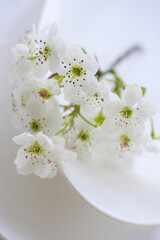 白い梨の花