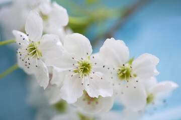 白い梨の花