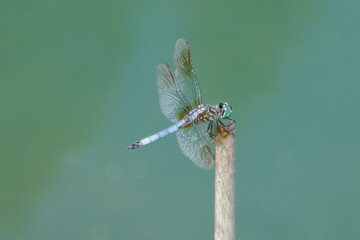 Beautiful dragonfly close-up with transparent wings spread and large compound eyes