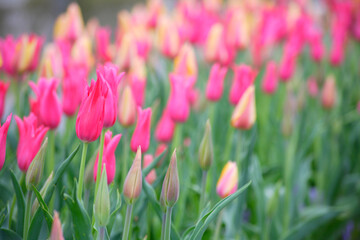 満開のチューリップ畑