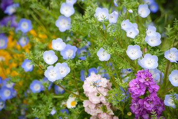 春のお花ネモヒラ