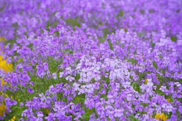 一面に咲くムラサキハナナ
