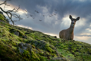 Vancouver Island deer makes eye contact on bluff