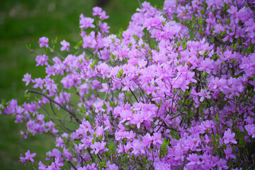 満開のヤマツツジ