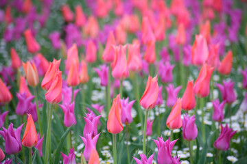 満開の鮮やかなチューリップ畑