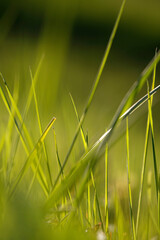 Green grass lit by the sun