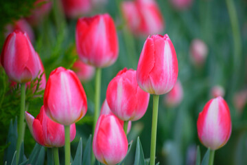 Fototapeta premium チューリップ
