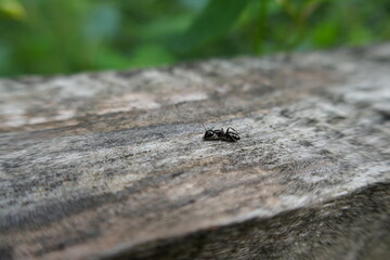 Solitary blank ant on wooden handrail close-up
