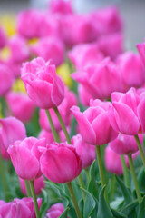 満開の鮮やかなチューリップ畑