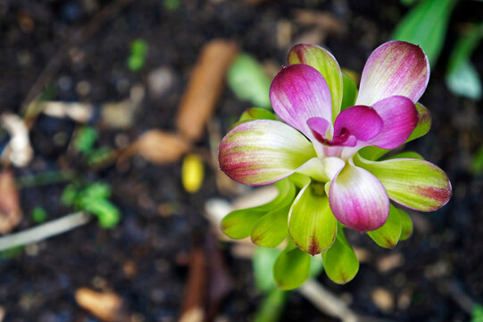 Zedoary or turmeric flower (Curcuma phaeocaulis)