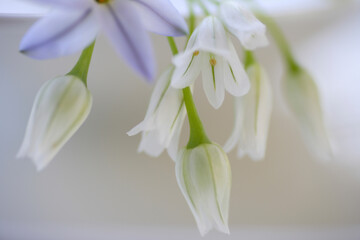 Fototapeta premium ハナニラとアリュームのイメージフォト