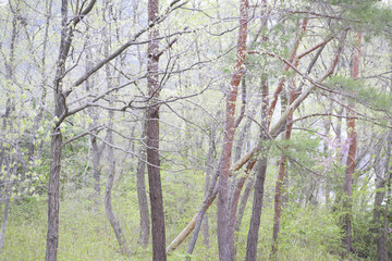 造形的な雑木林