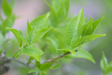 新緑の杜仲茶の木