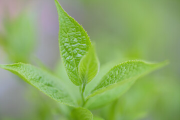 新緑の杜仲茶の木