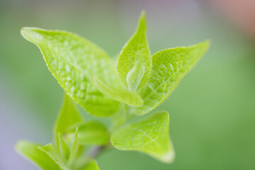 新緑の杜仲茶の木