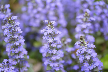 紫色のアジュガの花