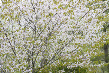 桜の木