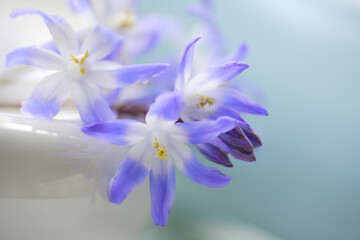 Obraz premium チオノドグサの花