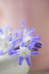 チオノドグサの花