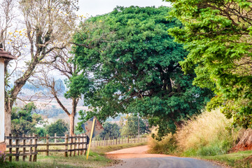caminho natureza com árvores
