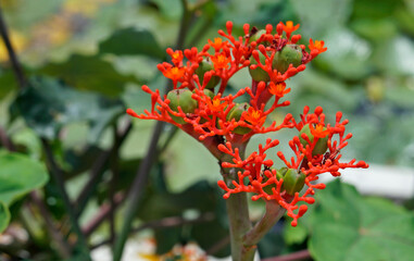 Buddha belly plant flowers, (Jatropha podagrica) 