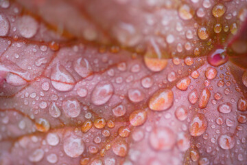 雨上がりのヒューケラ