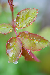 雨上がりの薔薇の葉