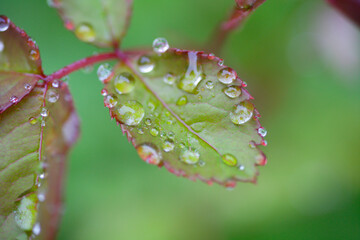 雨上がりの薔薇の葉