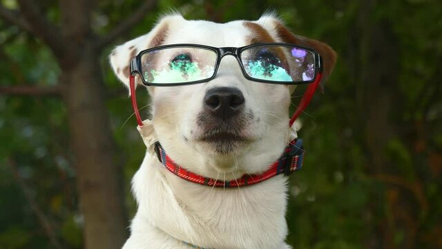Little dog in fashionable glasses