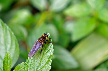 Insect on green leaf, Brazil
