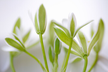 春の花のオオニソガラム