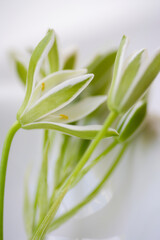 春の花のオオニソガラム