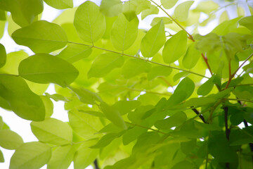 Fototapeta na wymiar ロビニアの緑のアーチ