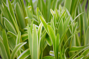ナチュラルガーデン宿根草のヤブラン