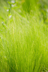 ナチュラルガーデンのフェザーグラス