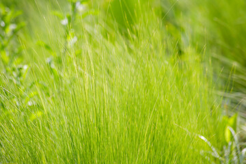 ナチュラルガーデンのフェザーグラス