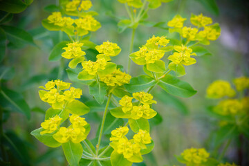 満開のユーフォルビア