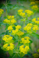 満開のユーフォルビア