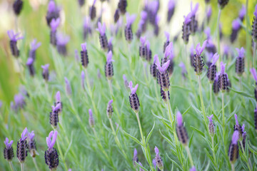 満開のラベンダー畑