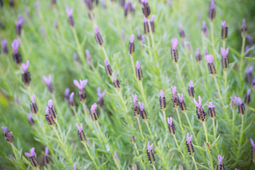 満開のラベンダー畑