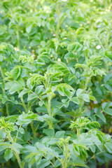 ハーブガーデンのハマナス