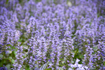 シェードガーデンのアジュガ